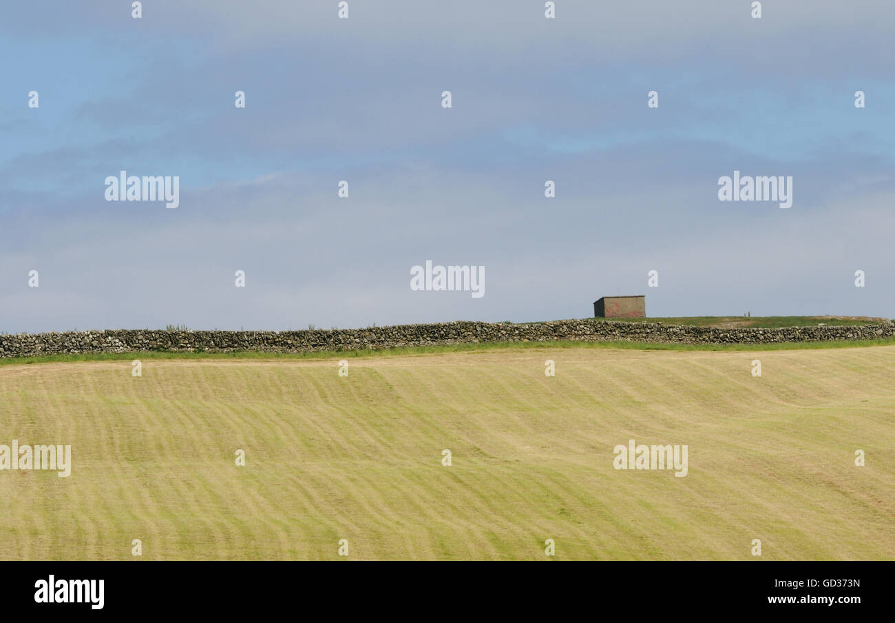 Di recente il fieno falciato campo delimitato da un muro di pietra. Islay, Ebridi Interne, Argyll, Scotland, Regno Unito. Foto Stock
