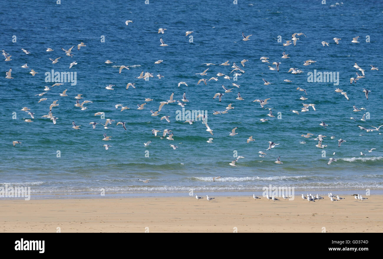 Kittiwakes (Rissa tridactyla) si radunano sulla spiaggia nella baia di Kiloran. Colonsay, Ebridi Interne, Argyll, Scotland, Regno Unito. Foto Stock