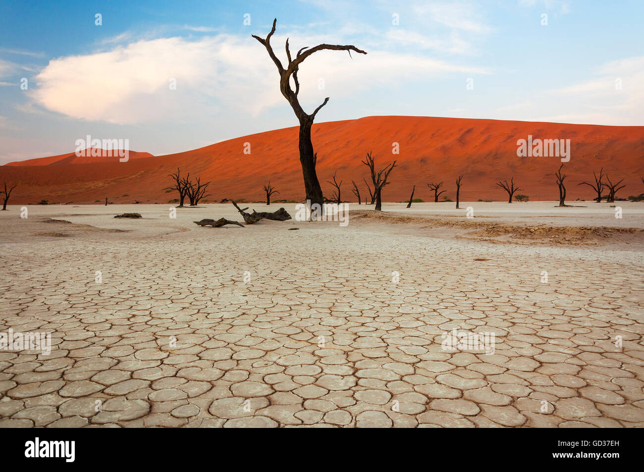 Gli alberi morti e dune rosse di Sossusvlei, Namibia Foto Stock