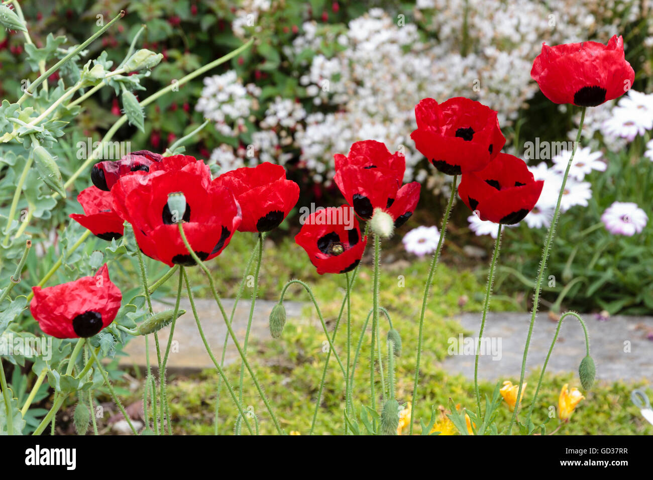 Nero brillante maculato papavero rosso fiori annuali dei Papaver commutatum "coccinella" Foto Stock