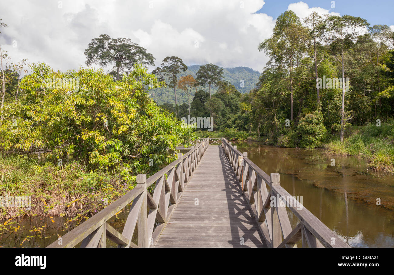 Bacino maliau centro studi, Sabah borneo Foto Stock