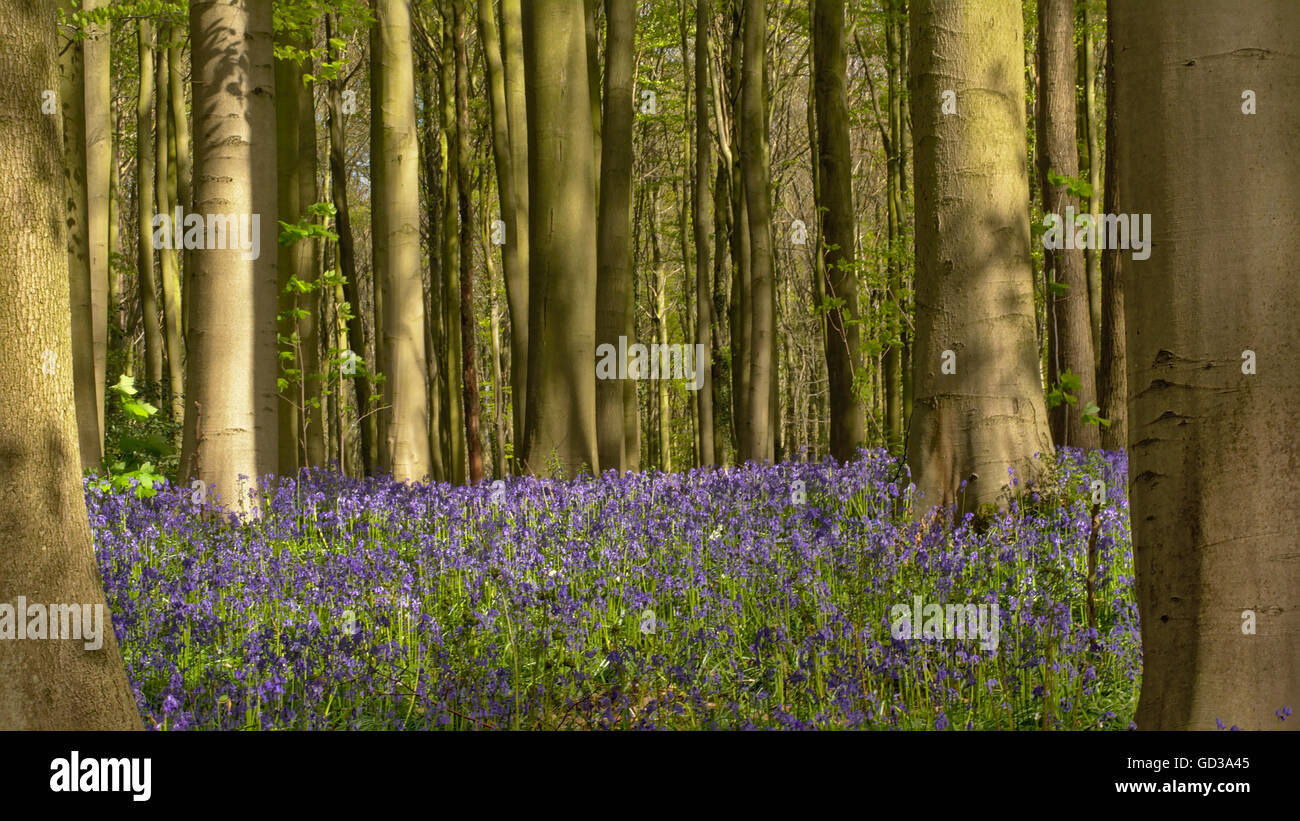 Campo dei Fiori bluebell nella foresta di Hallerbos a Bruxelles, in Belgio Foto Stock