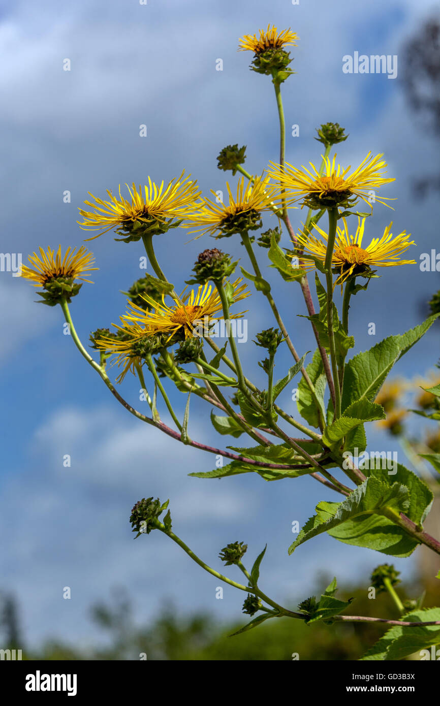 Inula magnifica, il gigante fleabane Foto Stock