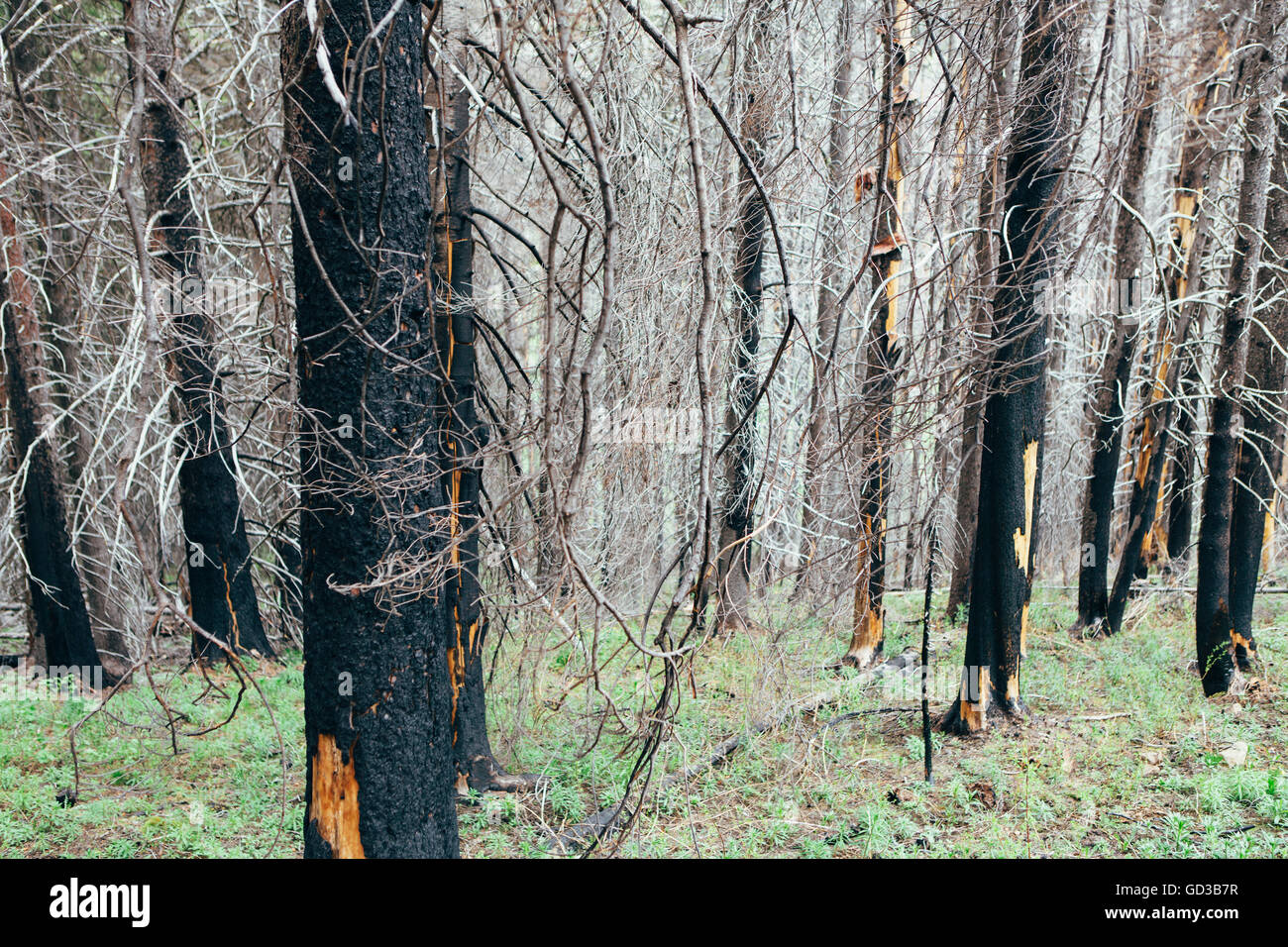 Foresta di recupero dopo danni da incendio di ampia portata, vicino Wenatchee National Forest nello stato di Washington. Foto Stock