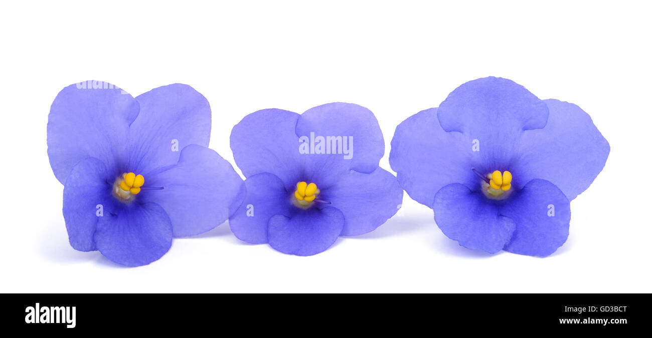 Saintpaulia (African violette) isolato su sfondo bianco Foto Stock
