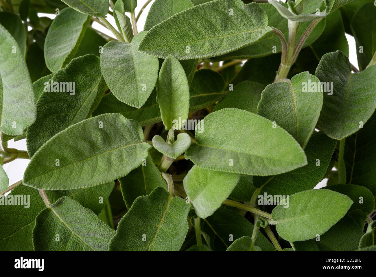Piante di salvia (Salvia officinalis) sfondo, Foto Stock