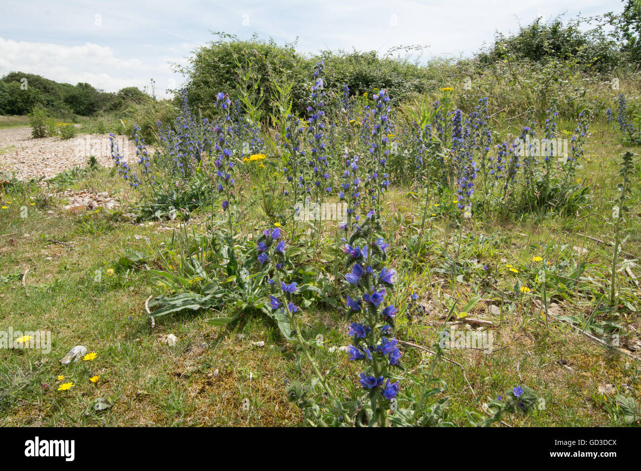 La Viper bugloss (Echium vulgare) fiori selvatici, REGNO UNITO Foto Stock