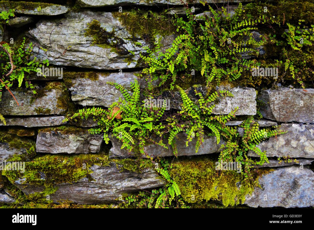 L'ardesia muro di pietra con la Flora Foto Stock