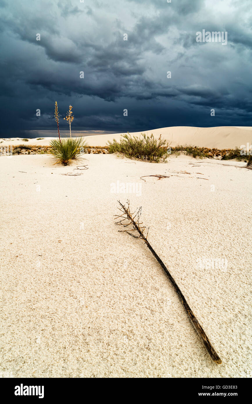 Le piante del deserto Foto Stock
