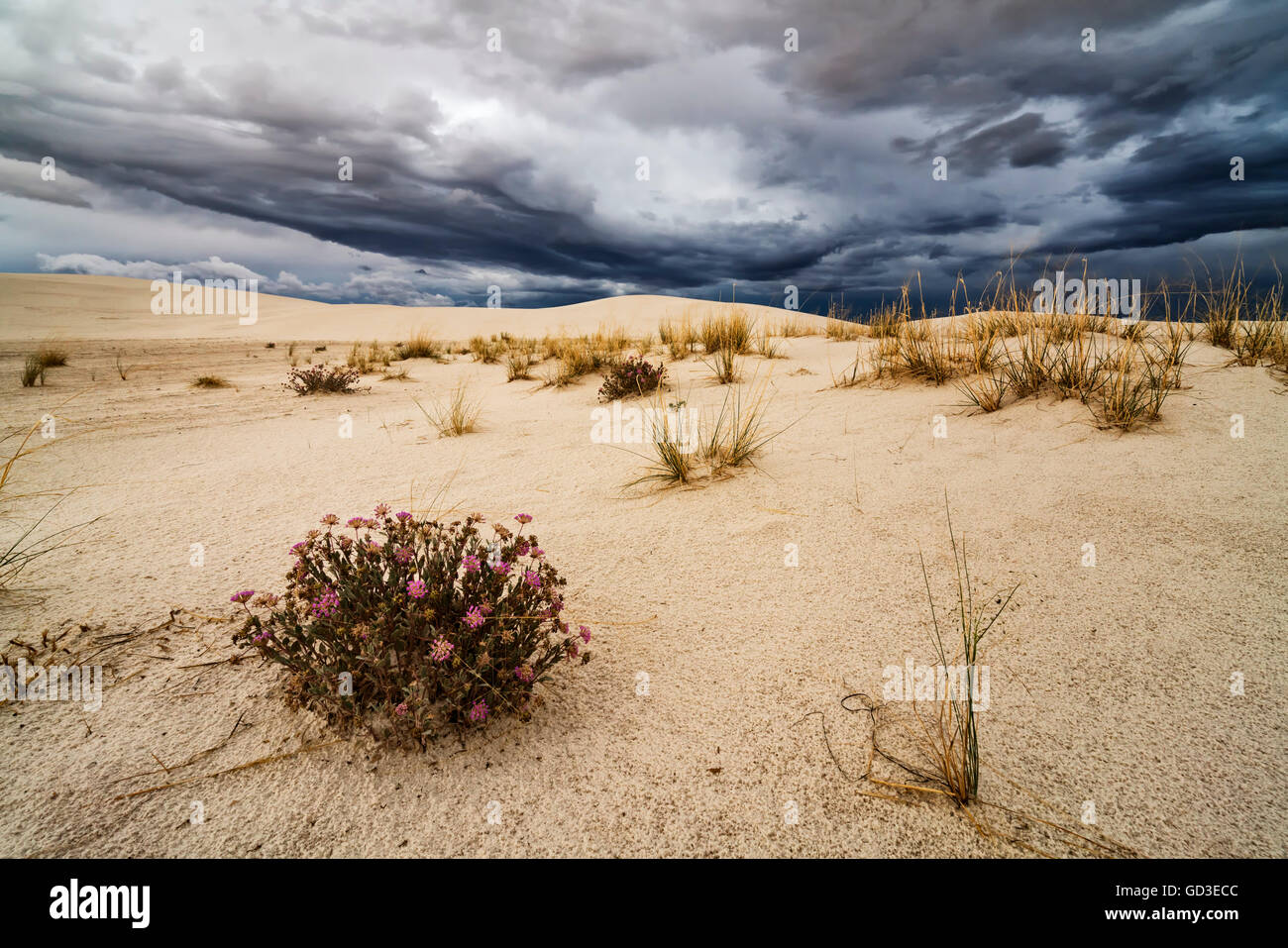 Le piante del deserto in tempesta Foto Stock