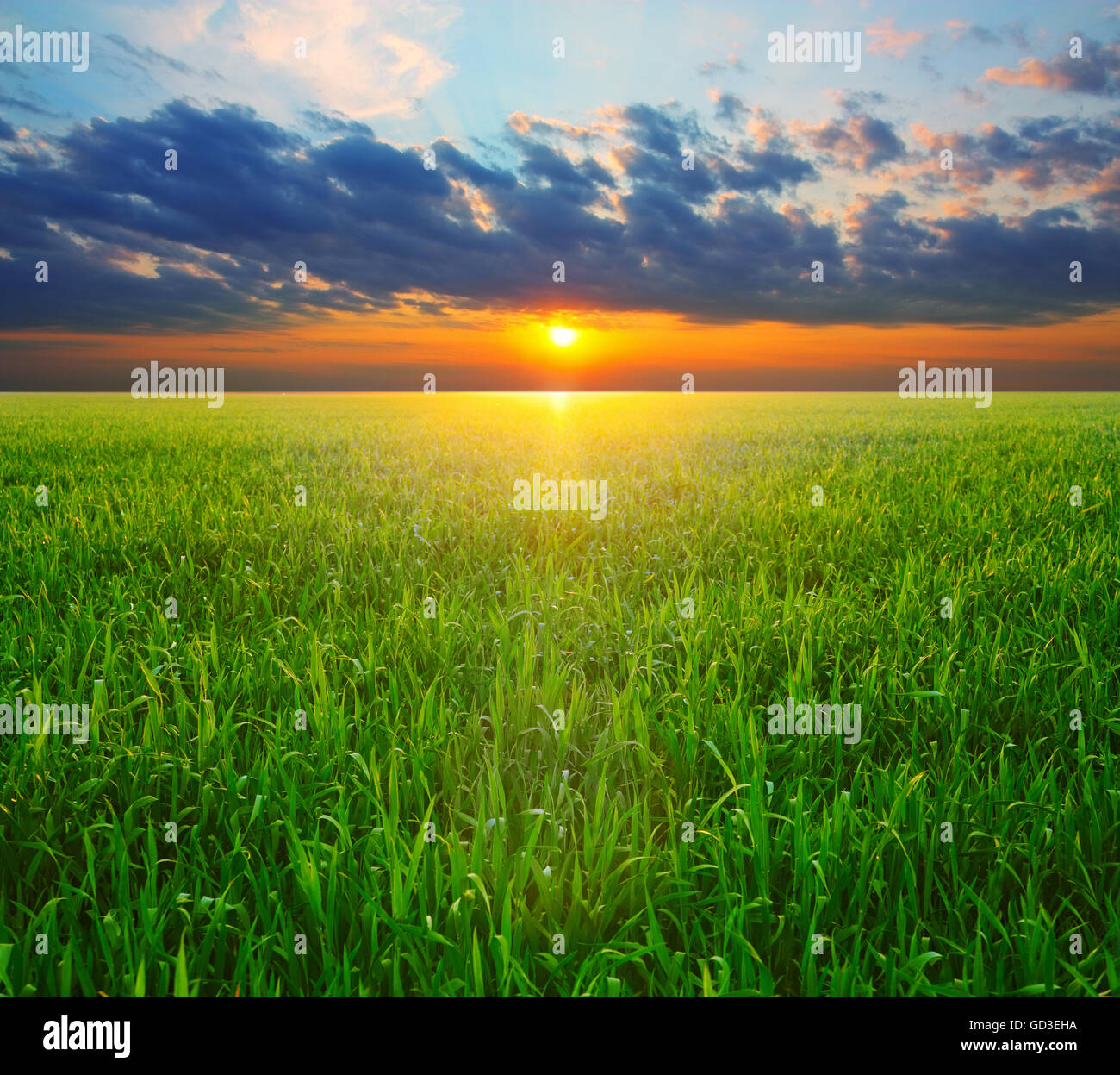 Campo verde. Paesaggio agricolo. Campo di orzo in un Cielo di tramonto sullo sfondo Foto Stock