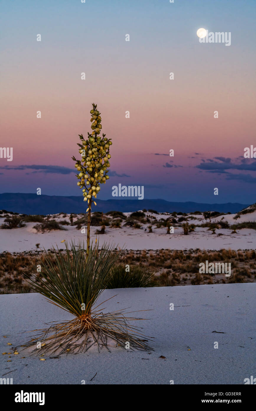 Fioritura Yucca al tramonto con la luna piena Foto Stock