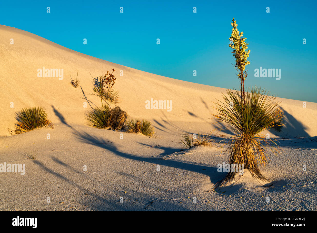 Deserto di fioritura Yucca Foto Stock