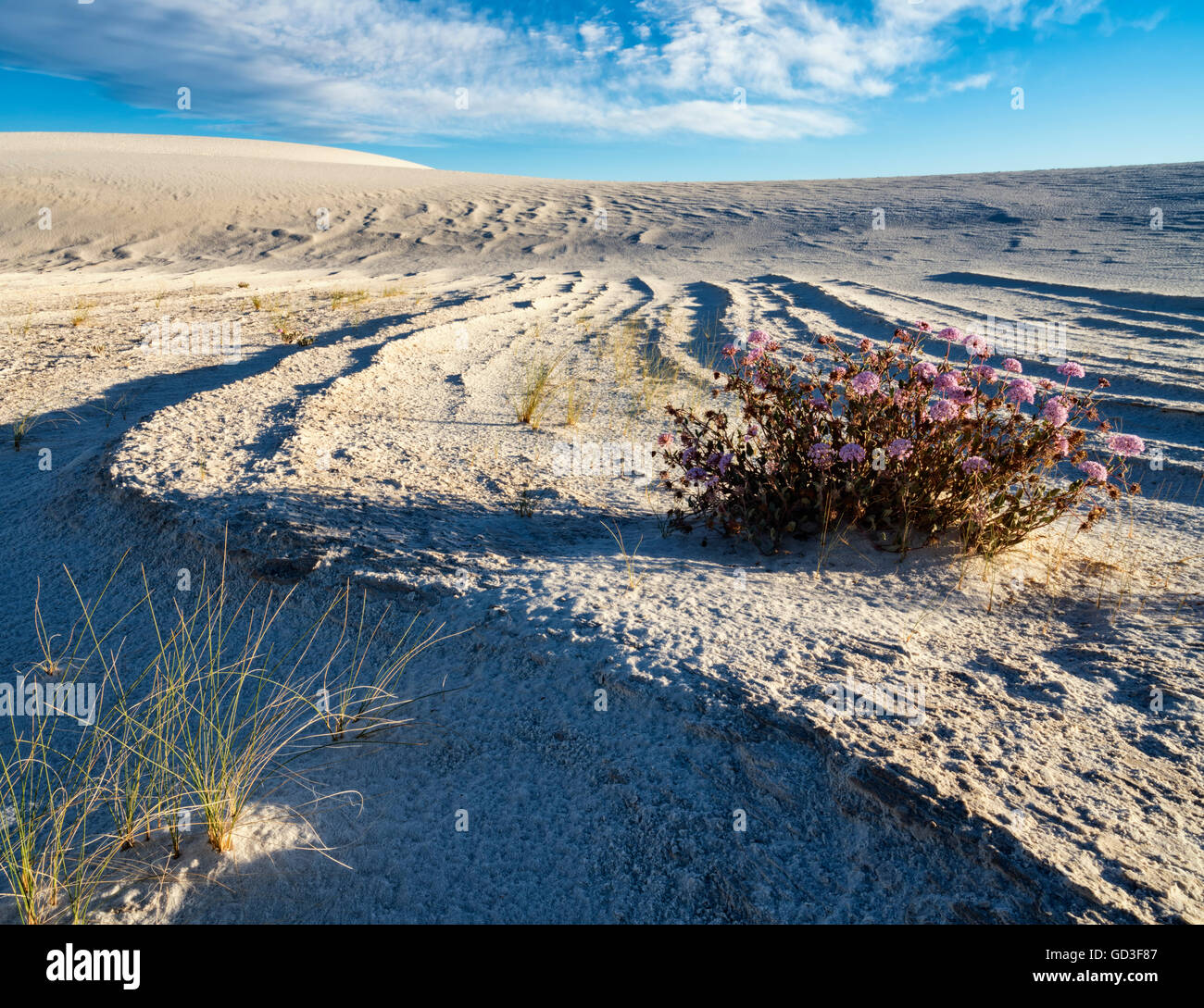 Deserto di sabbia linee Foto Stock