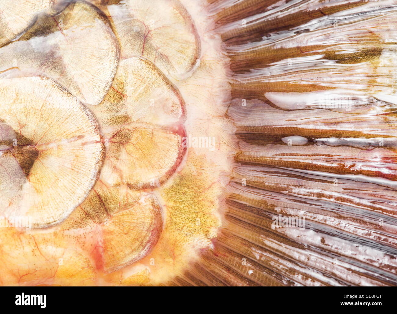 Scala di Pesce. Chiudere l'immagine. Foto Stock