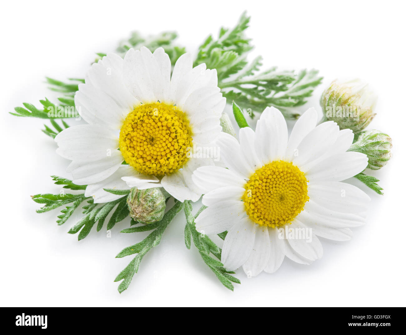 La camomilla o camomilla fiori isolati su sfondo bianco. Foto Stock