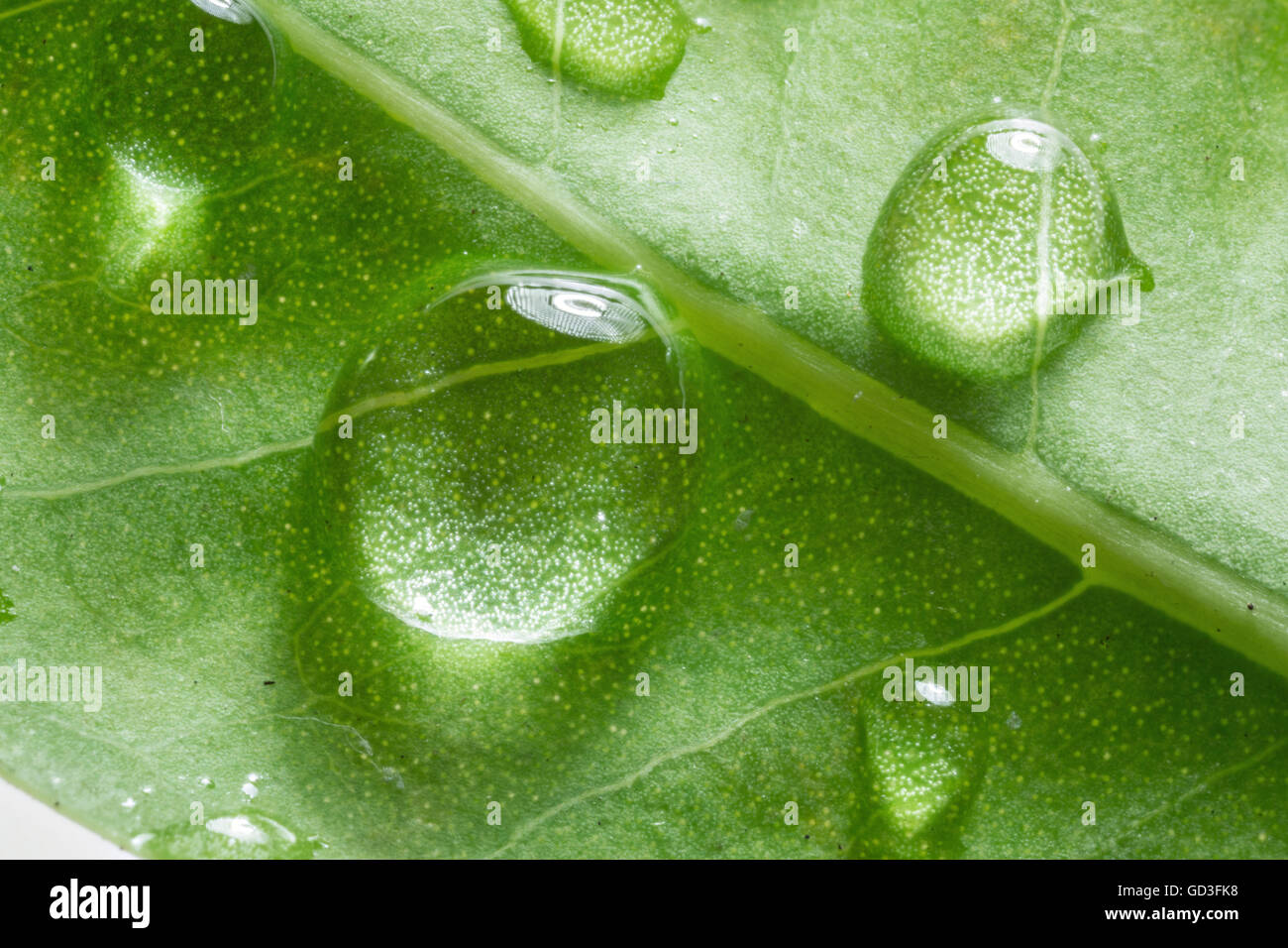 Gocce di acqua sulla foglia verde. Macro shot. Foto Stock