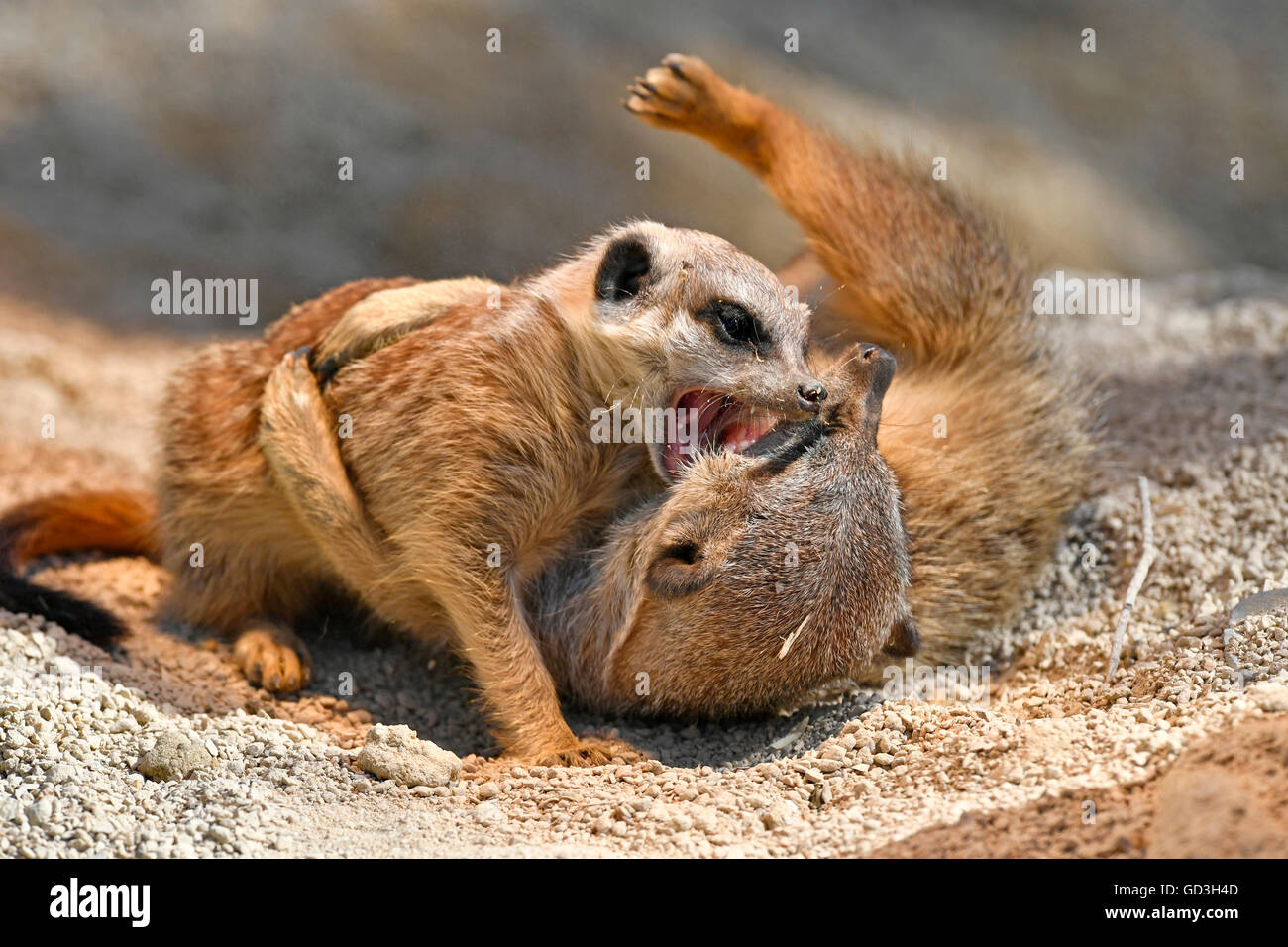 Meerkats (Suricata suricatta), la prole e madre, giocando con ciascun altro, captive Foto Stock