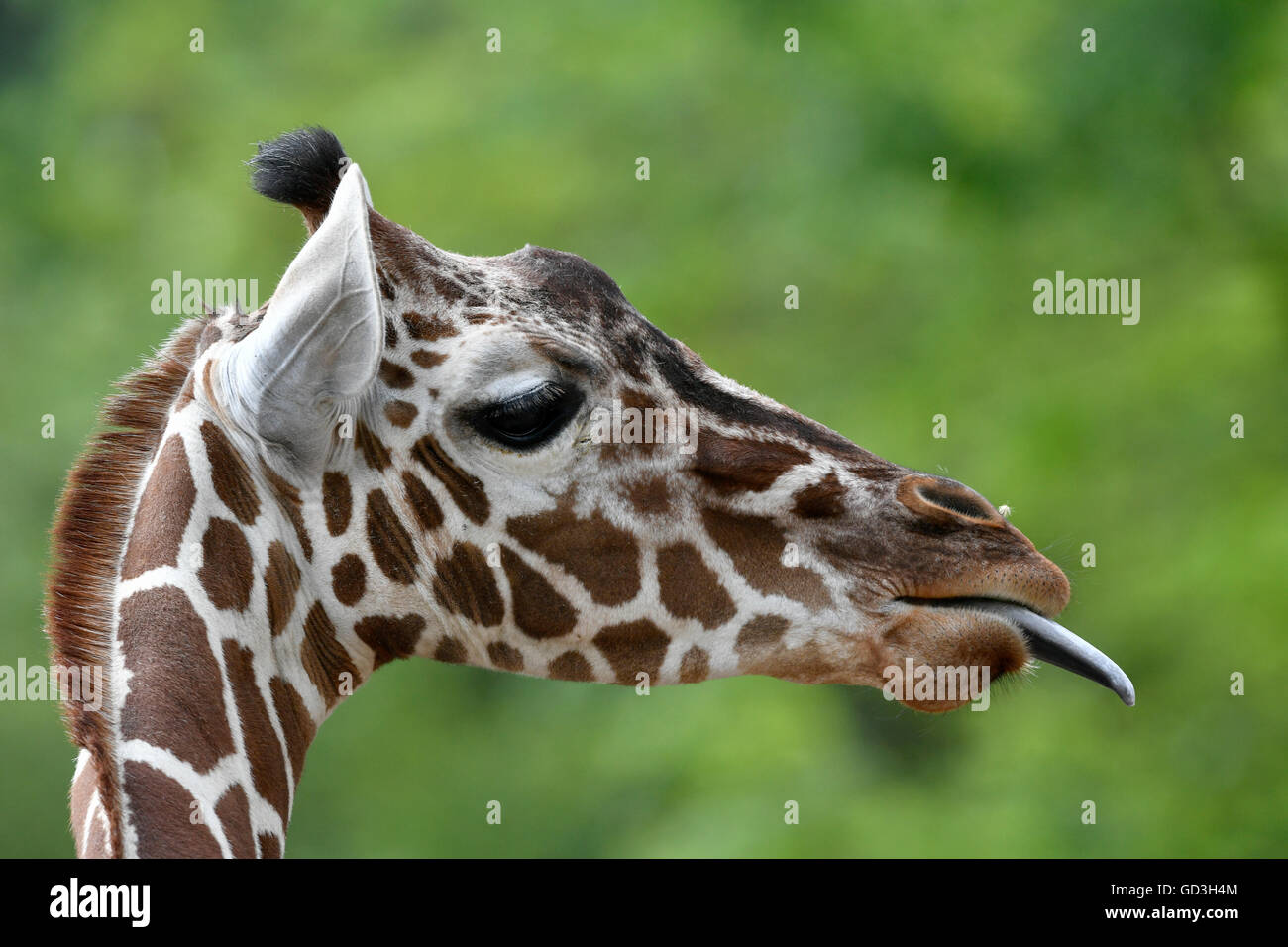 Giraffe reticolate (Giraffa camelopardalis reticulata), ritratto, bastoni fuori la lingua, captive Foto Stock