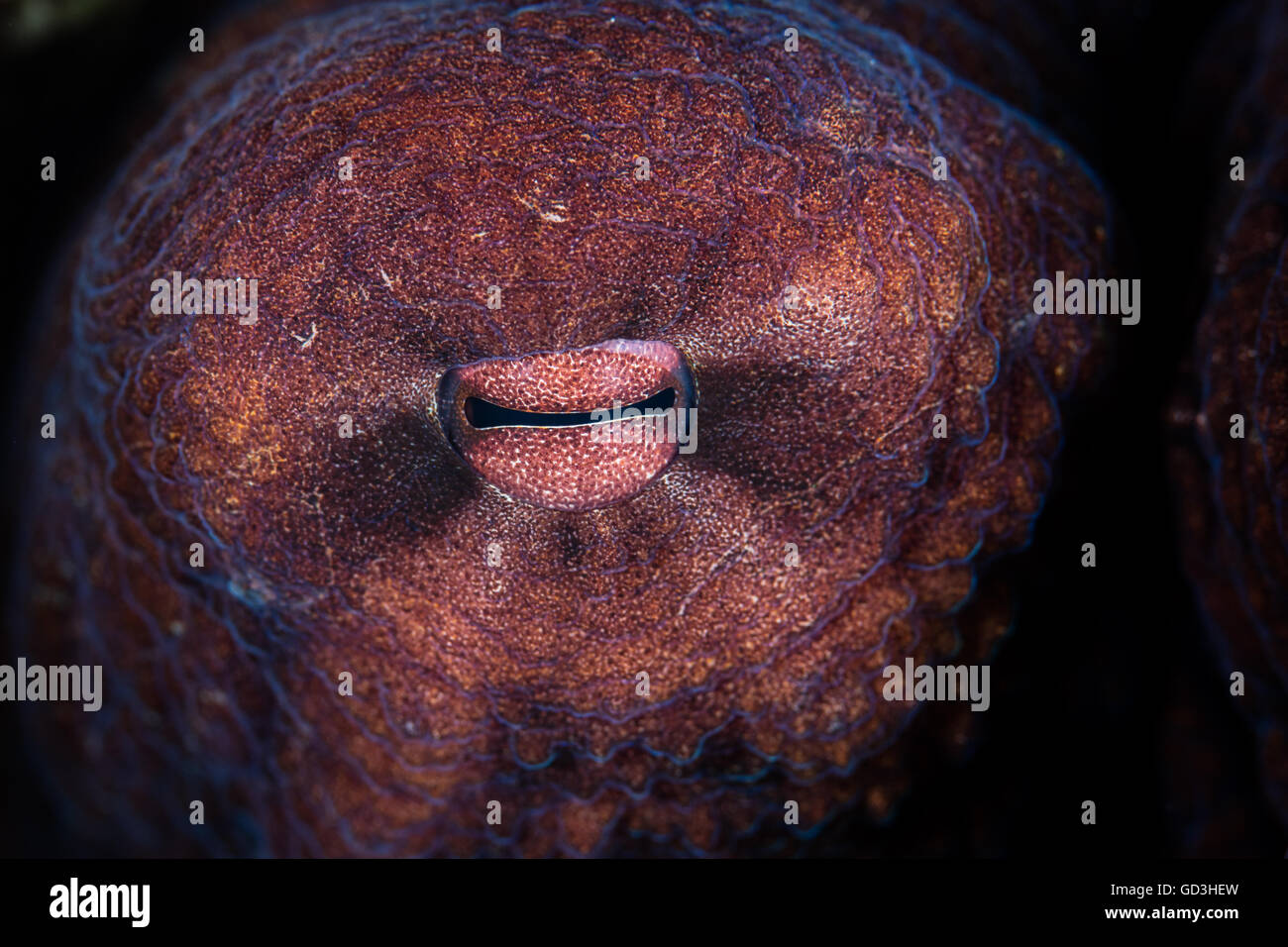 Dettaglio dell'occhio di un polpo (Octopus cyanea). Questo cefalopode è trovato in tutto l'Indo-Pacifico regione. Foto Stock