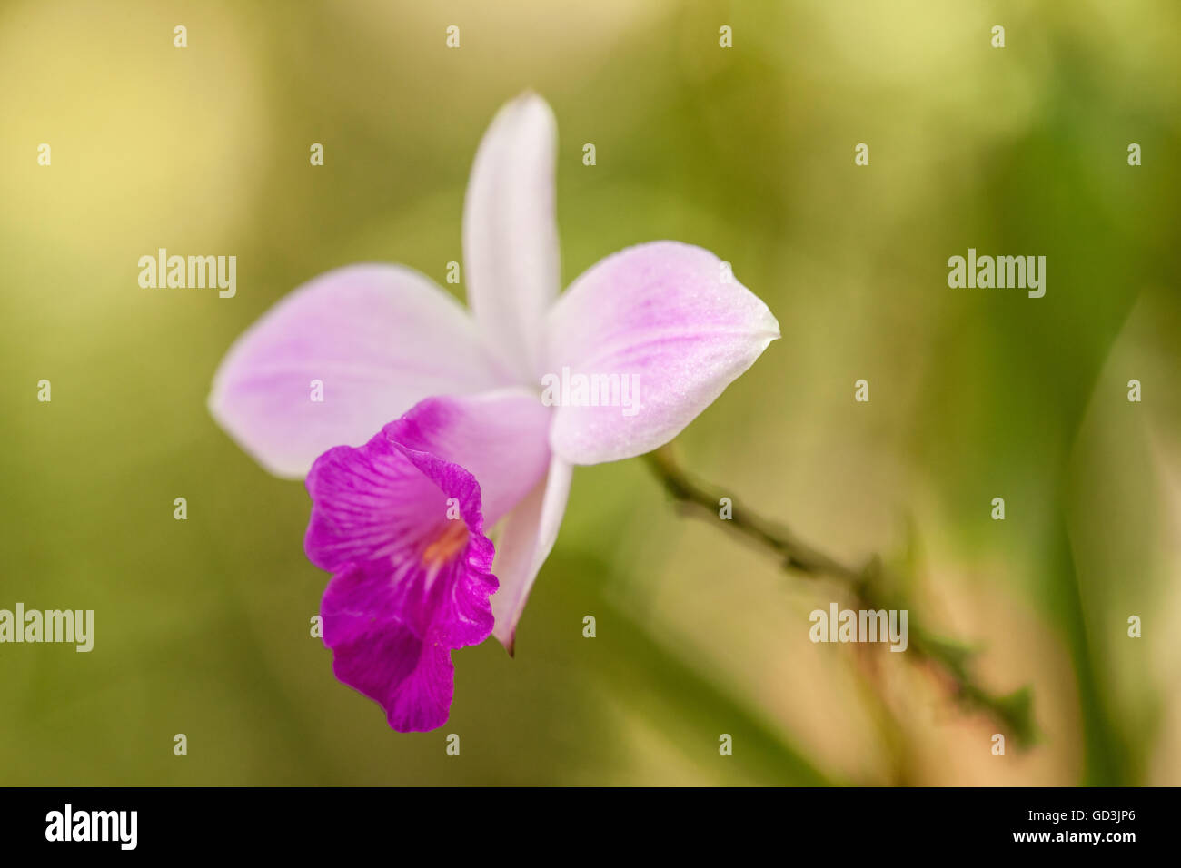 Wild Orchid in crescita di circa il Pachira Lodge in Tortuguero, Costa Rica, Sud America Foto Stock