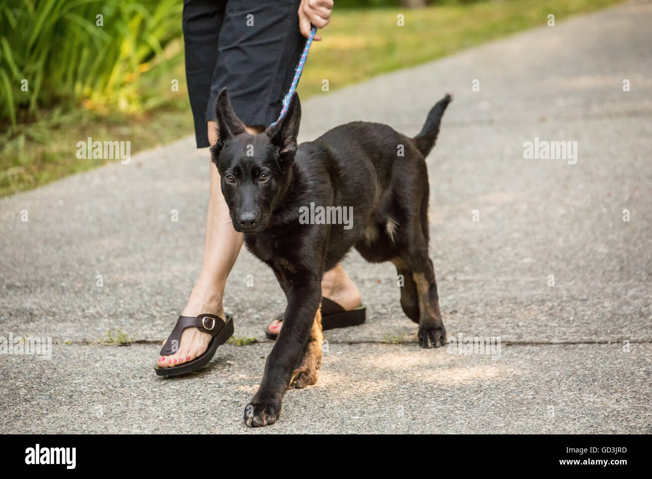 Vito, quattro mesi pastore tedesco cucciolo percorrendo a piedi il viale di ingresso a casa sua in Issaquah, Washington, Stati Uniti d'America Foto Stock
