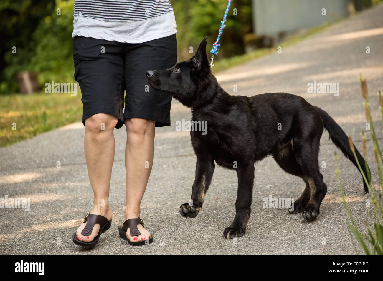Vito, quattro mesi pastore tedesco cucciolo camminando lungo il vialetto di casa sua, essendo disobbediente e tira su il suo guinzaglio, Foto Stock