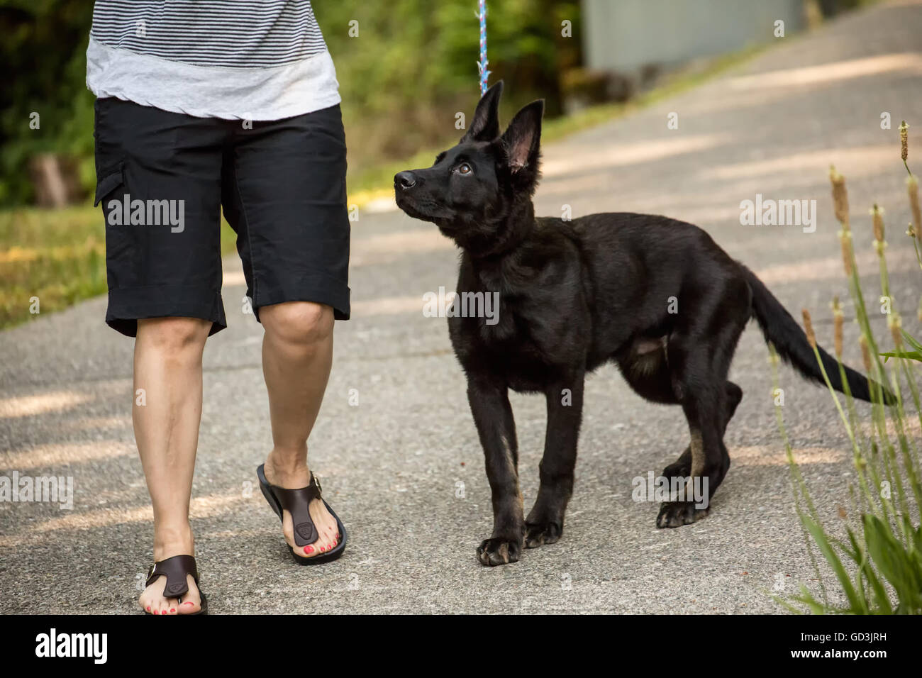 Vito, quattro mesi pastore tedesco cucciolo camminando lungo il vialetto di casa sua, essendo disobbediente e tira su il suo guinzaglio, Foto Stock