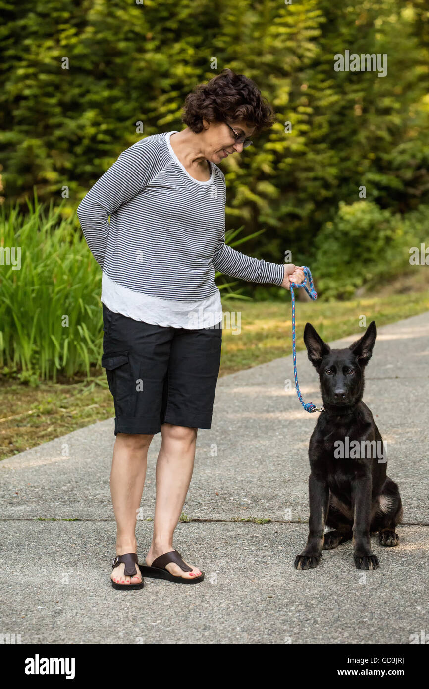 Vito, quattro mesi pastore tedesco cucciolo obbediente seduti sul comando sulla sua strada in Issaquah, Washington, Stati Uniti d'America Foto Stock