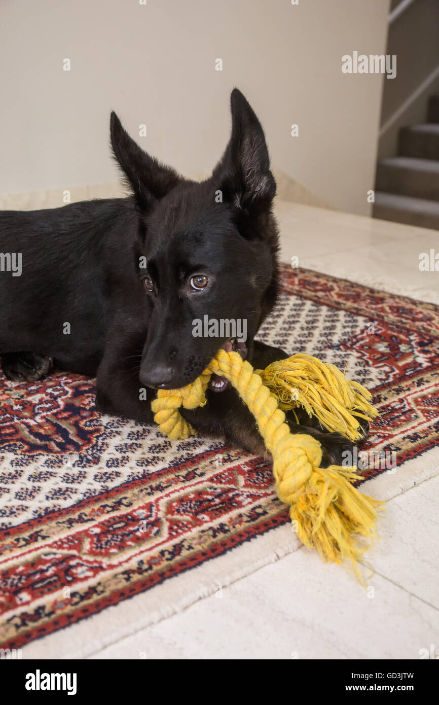 Vito, quattro mesi pastore tedesco cucciolo di mordere e giocare con il suo giocattolo di corda mentre sdraiata su un tappeto persiano Foto Stock