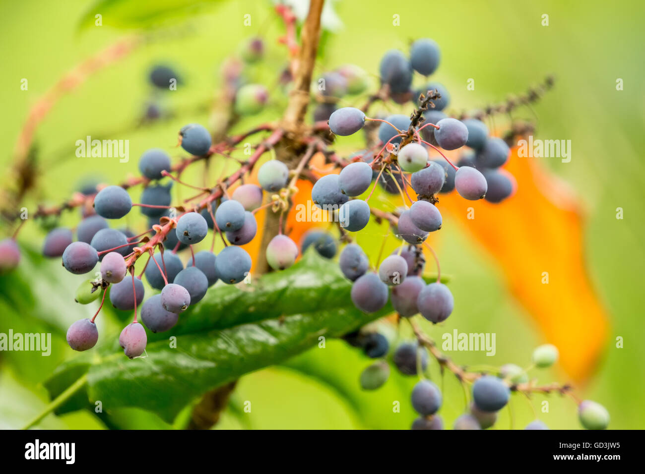 Frutti di bosco su un alto Oregon arbusto di uva in Issaquah, Washington, Stati Uniti d'America. La nuova crescita è rame colorato in primavera. Foto Stock