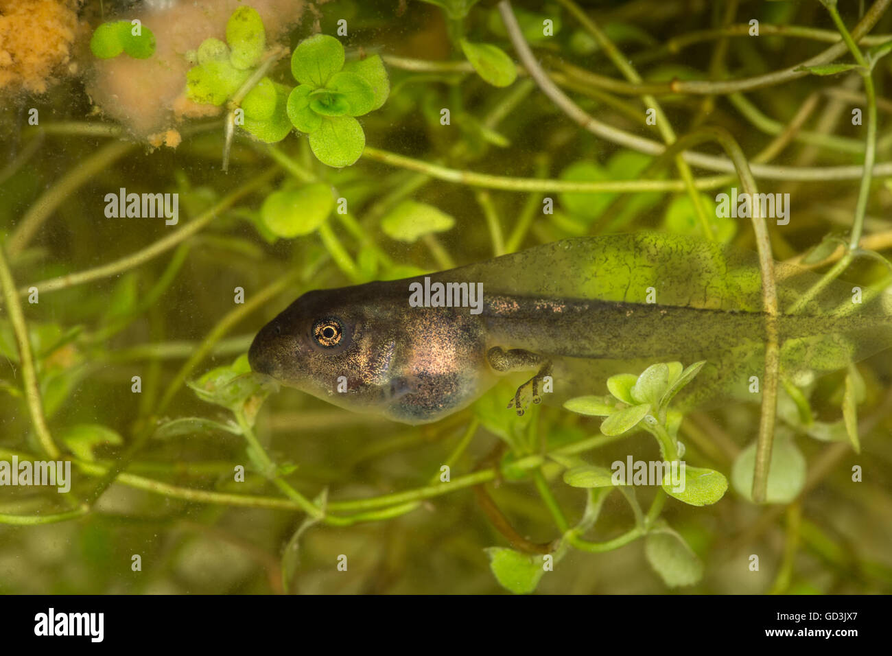 Un girino (chiamato anche pollywog o polliwog) è lo stadio larvale del ciclo di vita di un anfibio Foto Stock