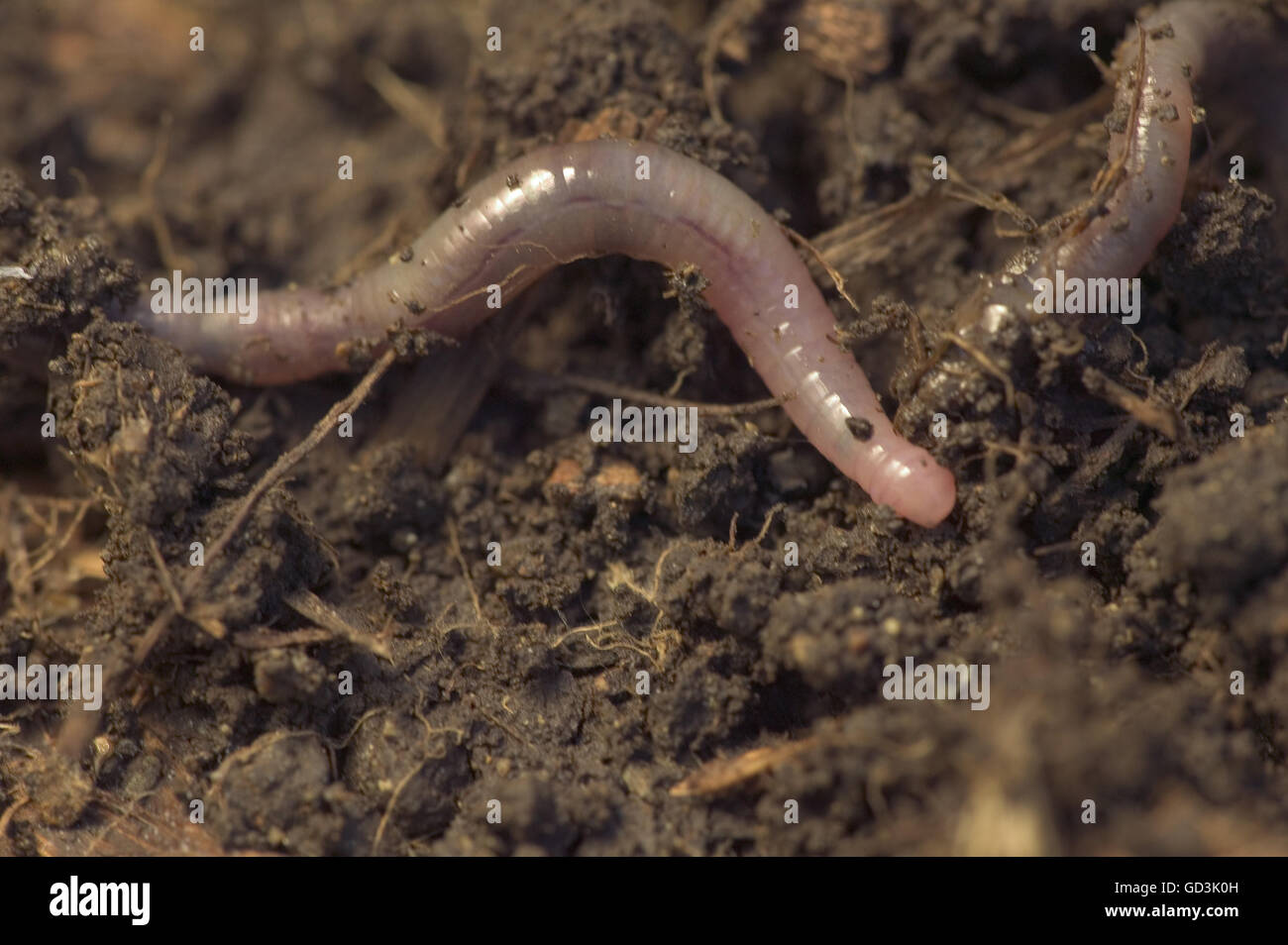 Lombrico strisciando sul terreno in un palo di composto. Foto Stock