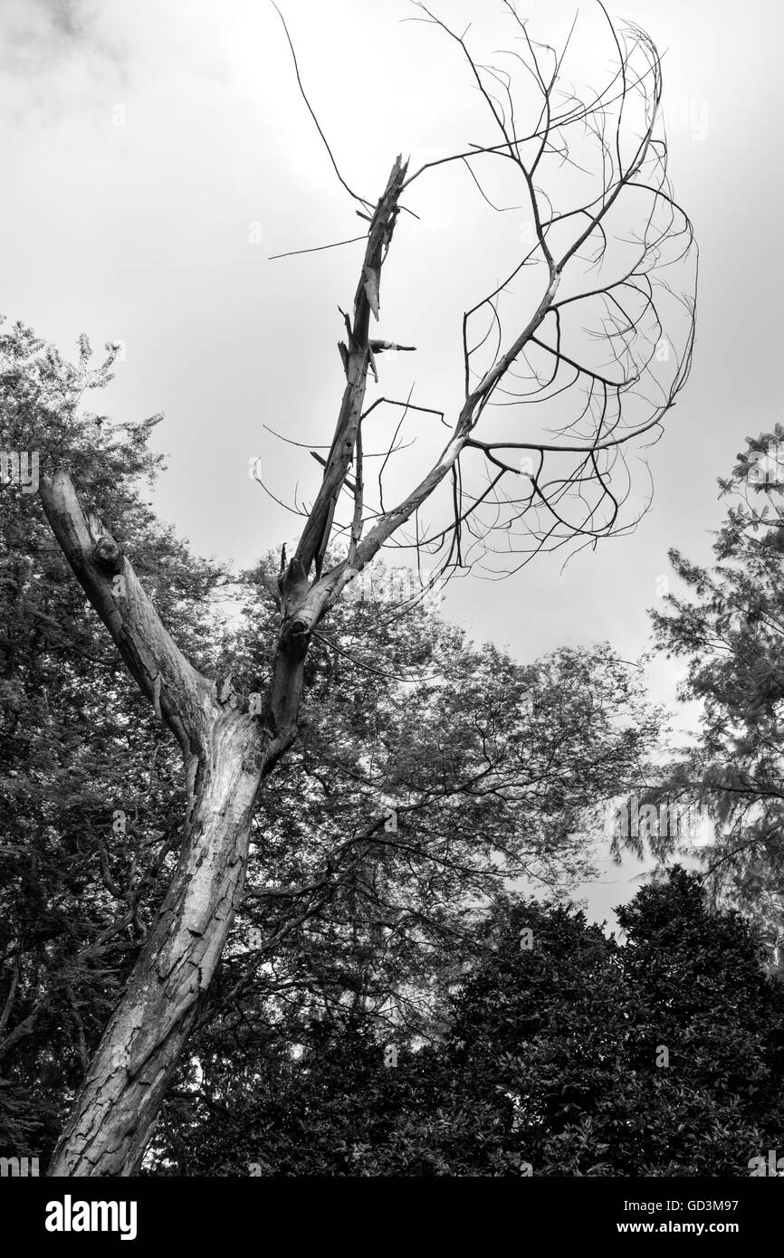 Albero morto e albero vivo in bianco e nero. Foto Stock