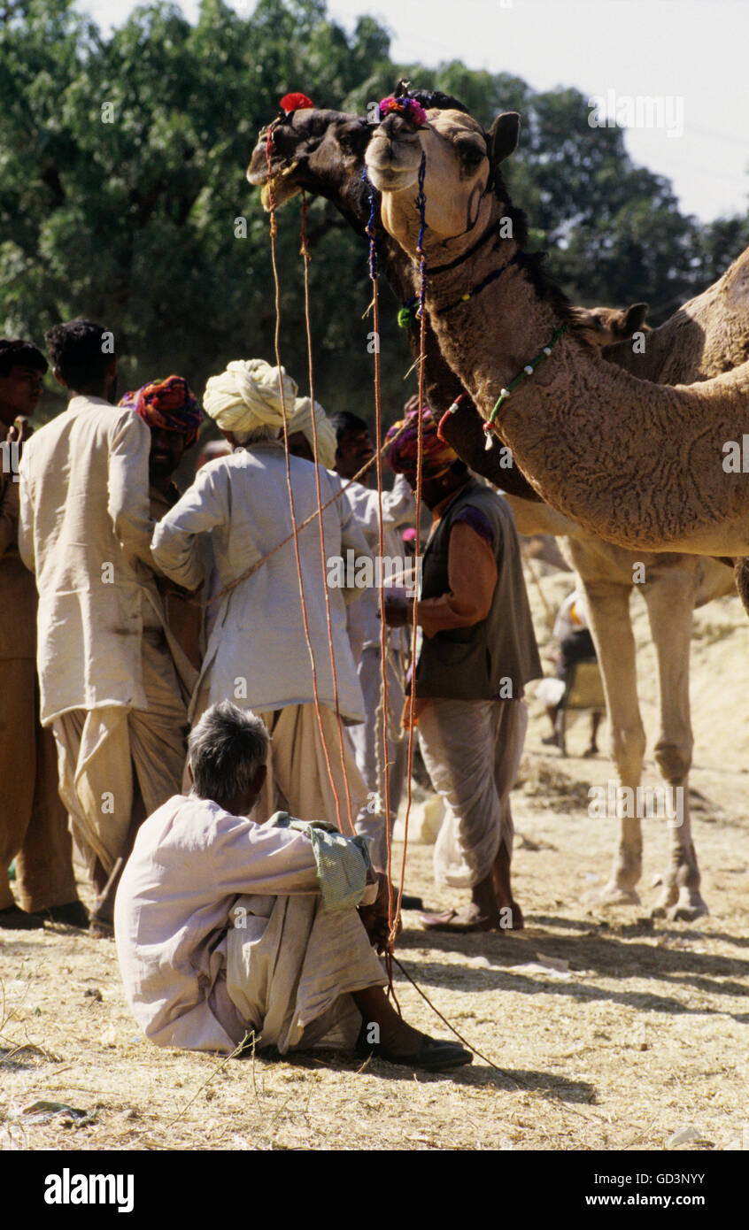 I proprietari dei cammelli a Pushkar fair Foto Stock