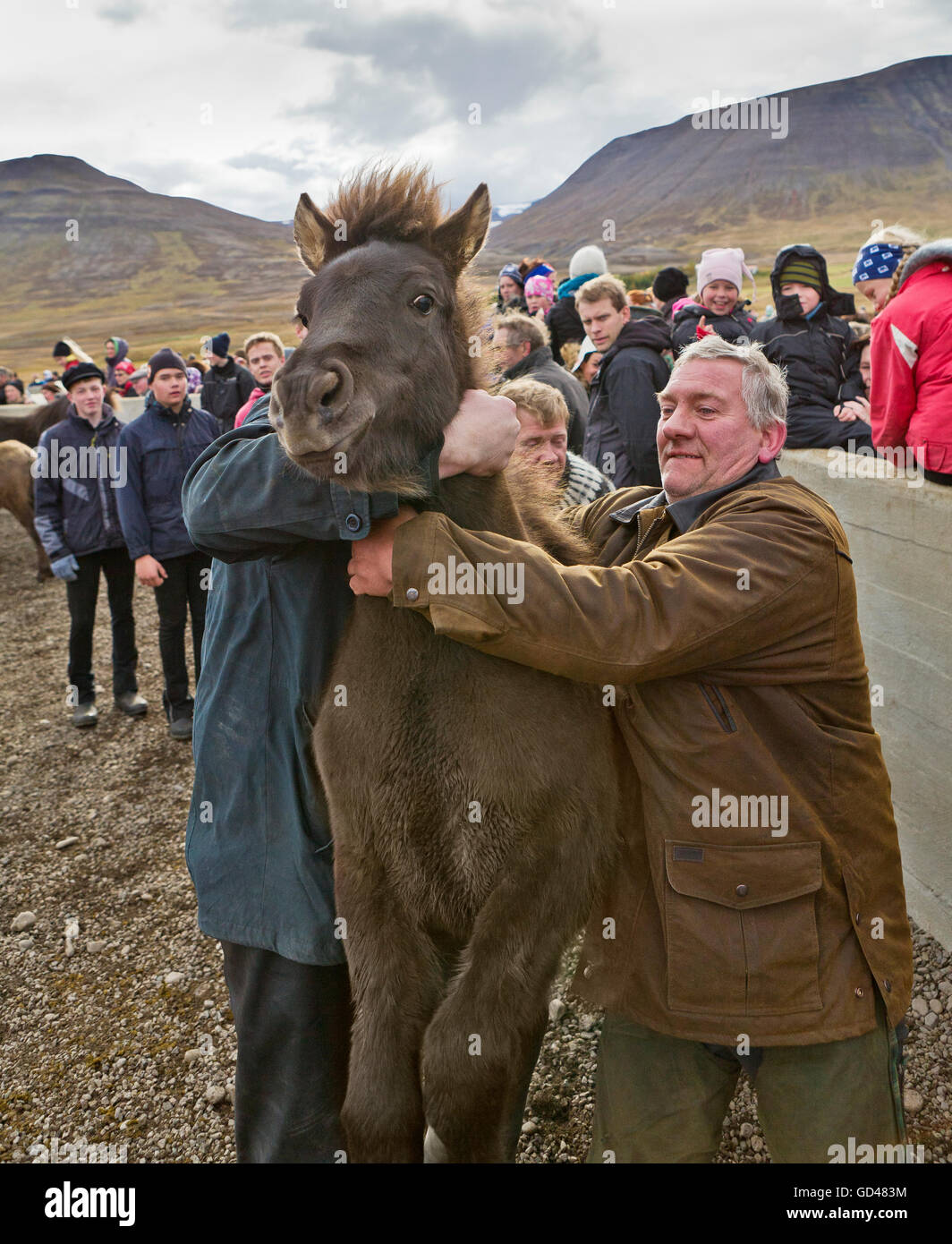 Annuale cavallo Round Up-Laufskalarett, Skagafjordur, Islanda Foto Stock