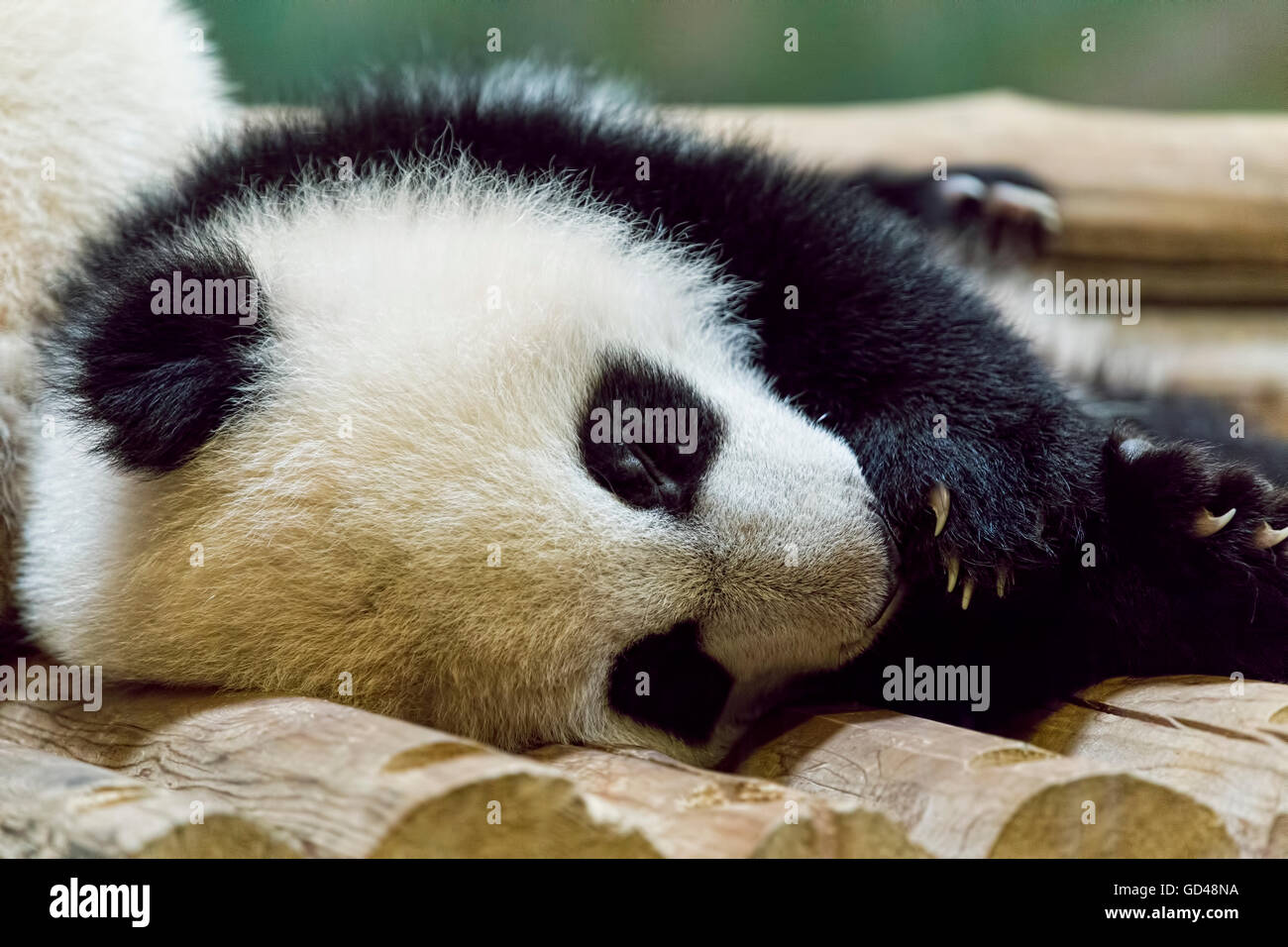 Bimbo singolo Panda Gigante Dormiente allo zoo. Foto Stock