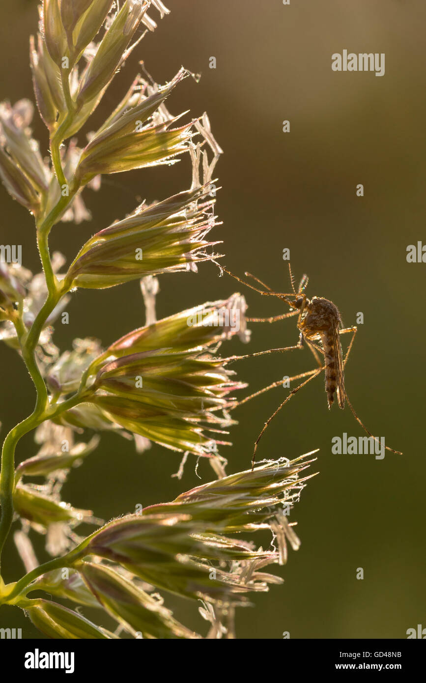 Mosquito su fioritura erba mazzolina, Wallowa Valley, Oregon. Foto Stock