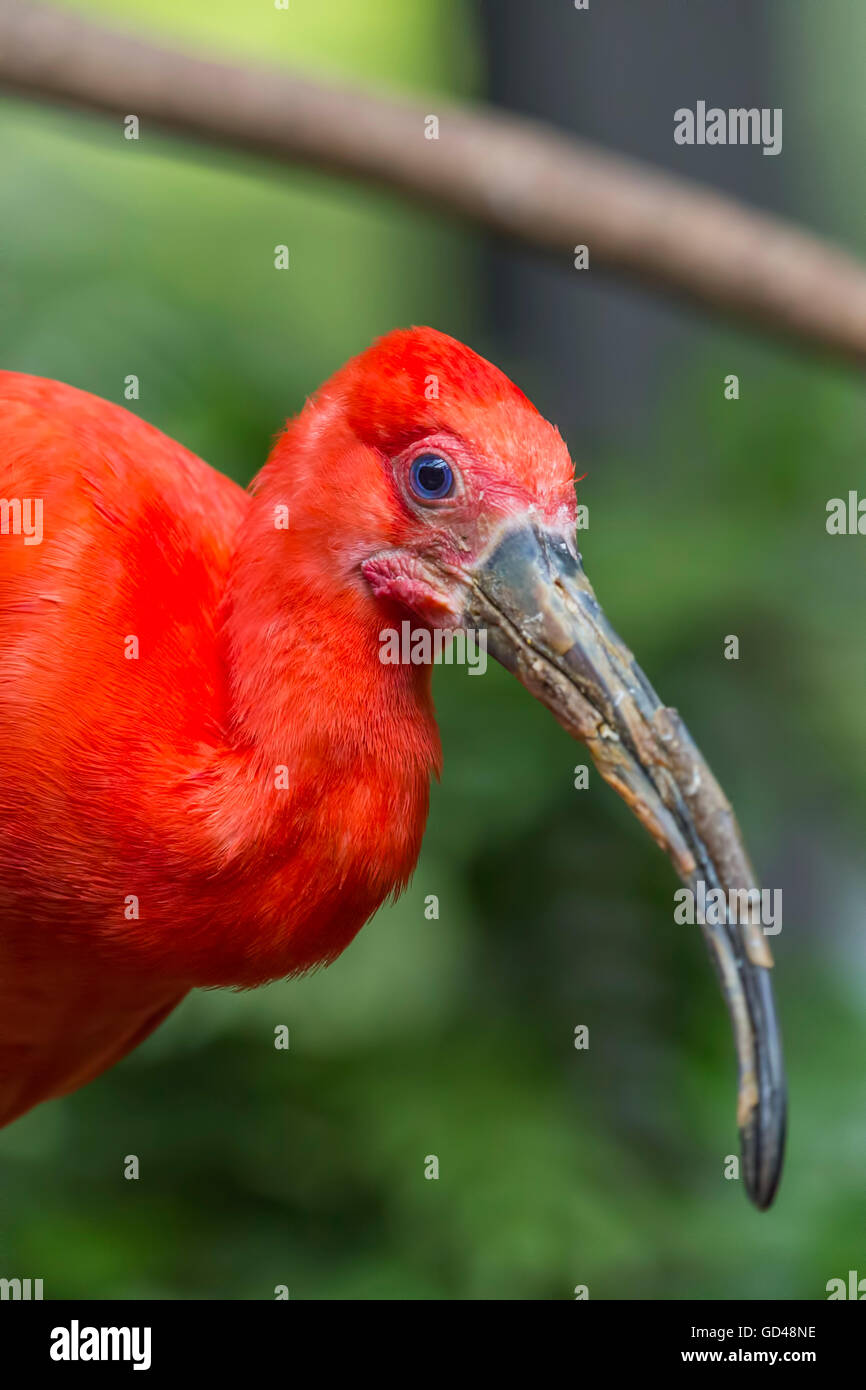 Close-up di un Scarlet Ibis allo zoo. Foto Stock