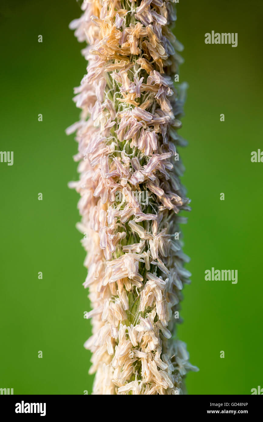 Fleolo, Phleum pratense, crescendo in Oregon Wallowa della valle. Foto Stock