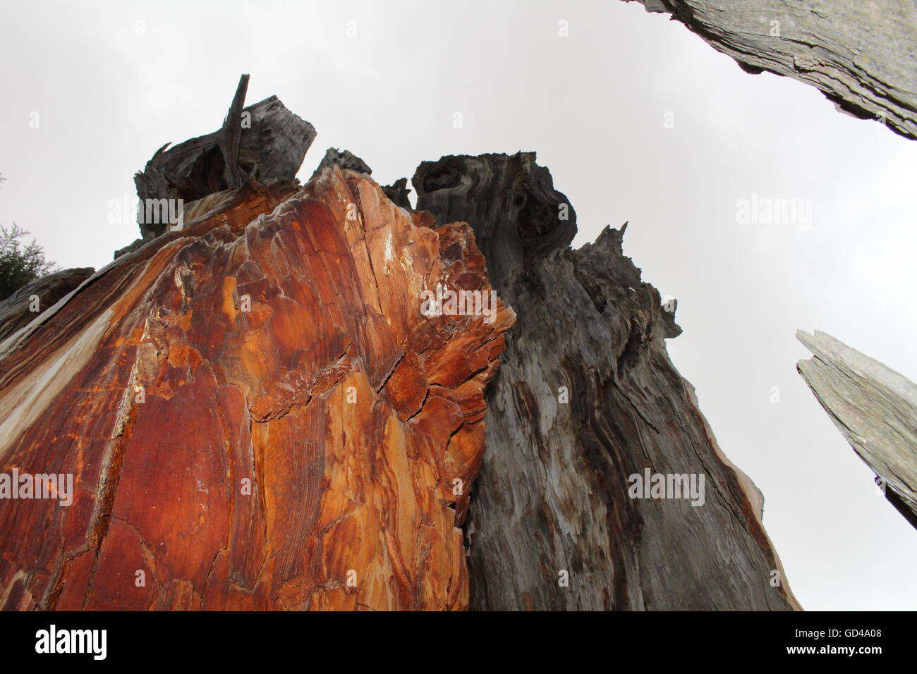 Nucleo di un albero di cedro Foto Stock