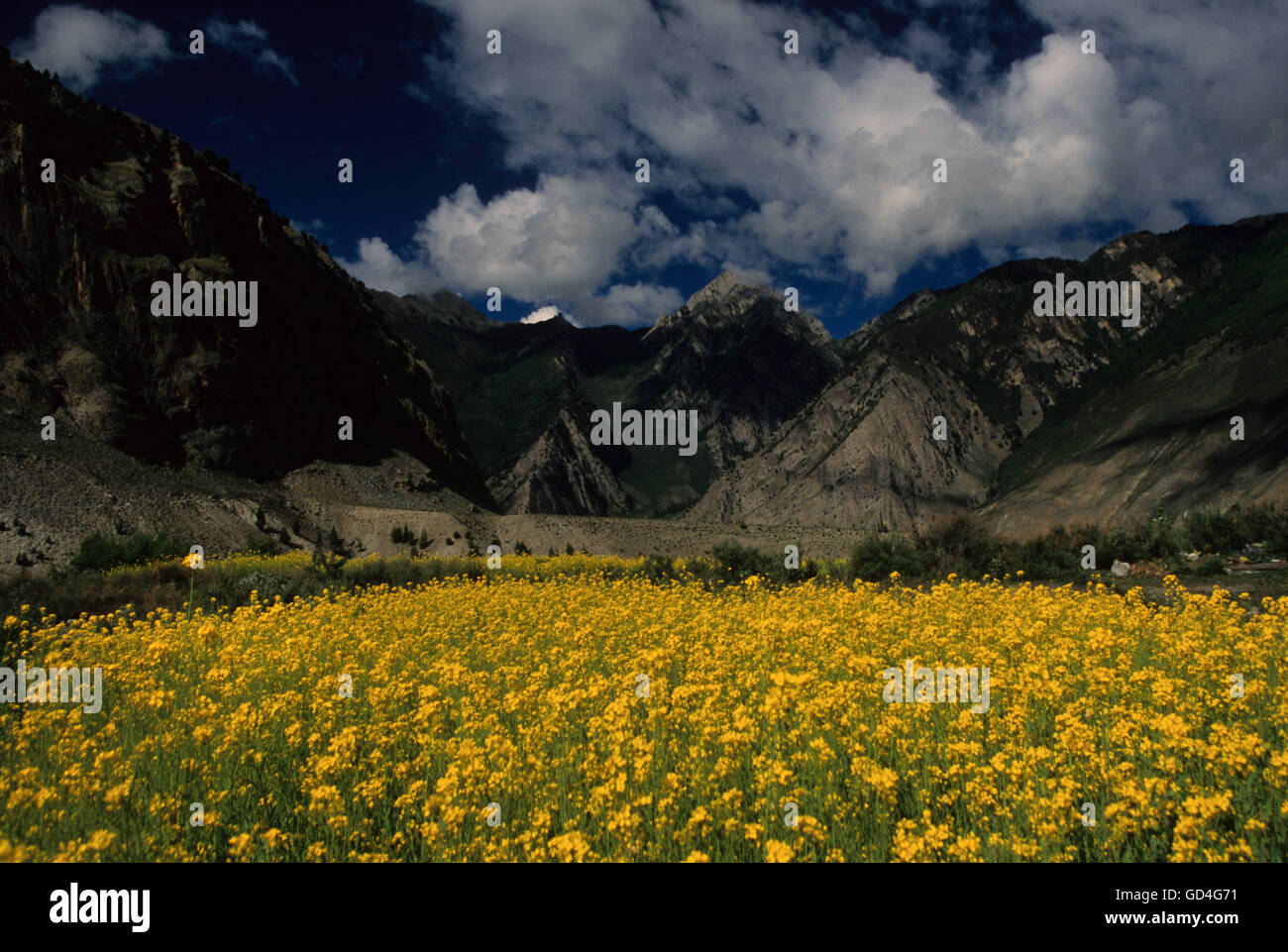 Campi di senape Foto Stock