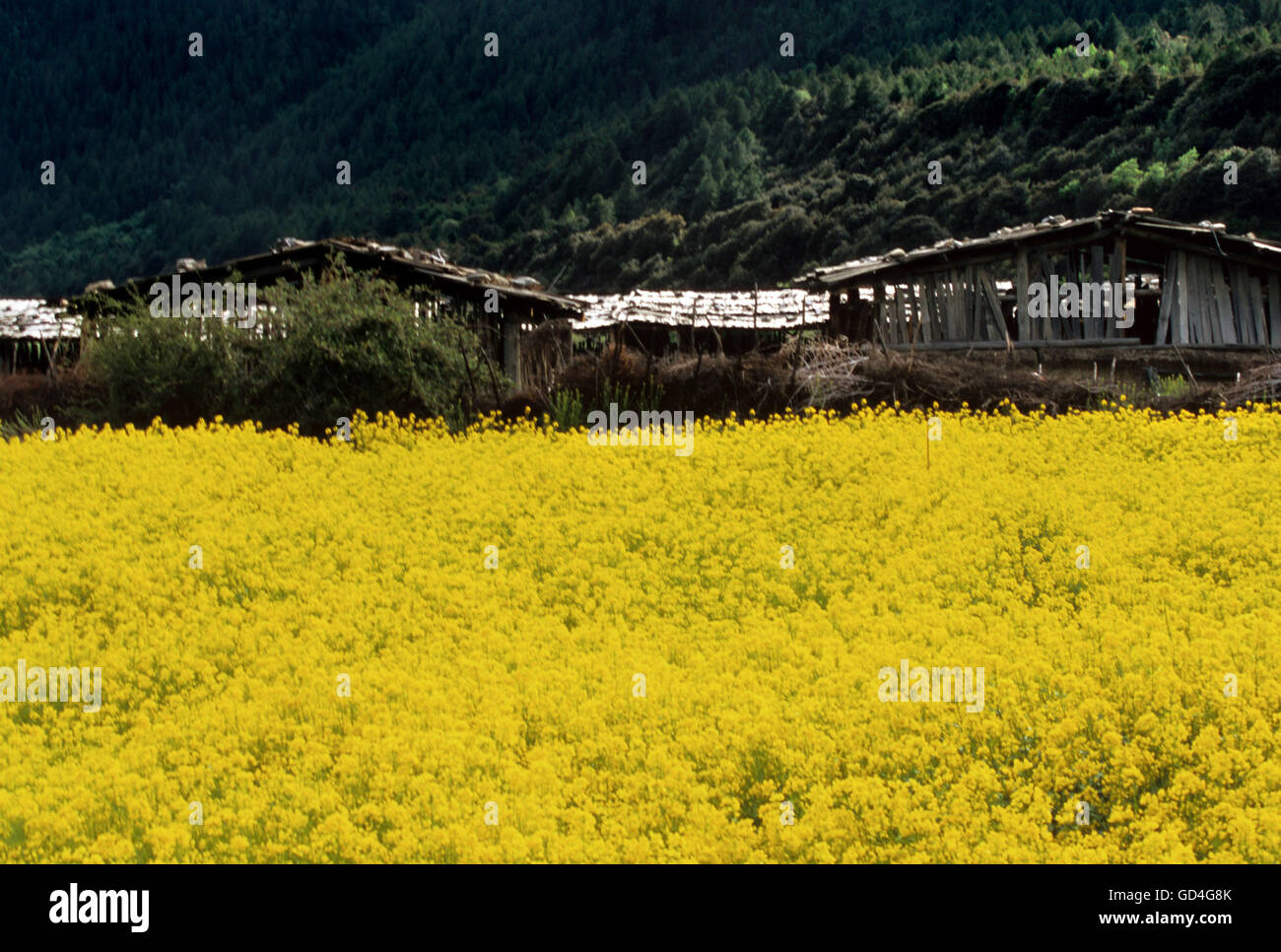 Campi di senape Foto Stock