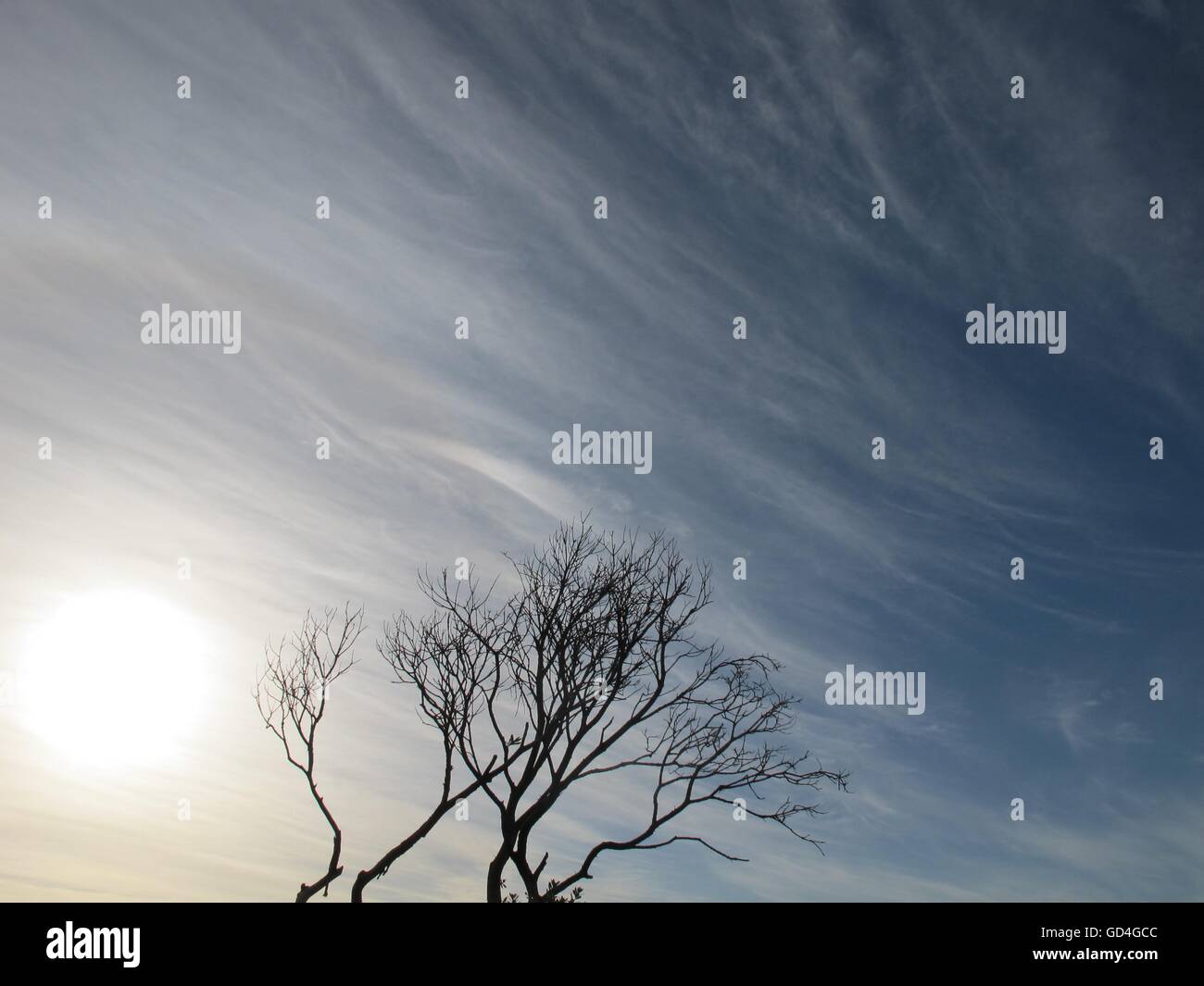 Tree incontra soffici nuvole. Foto Stock