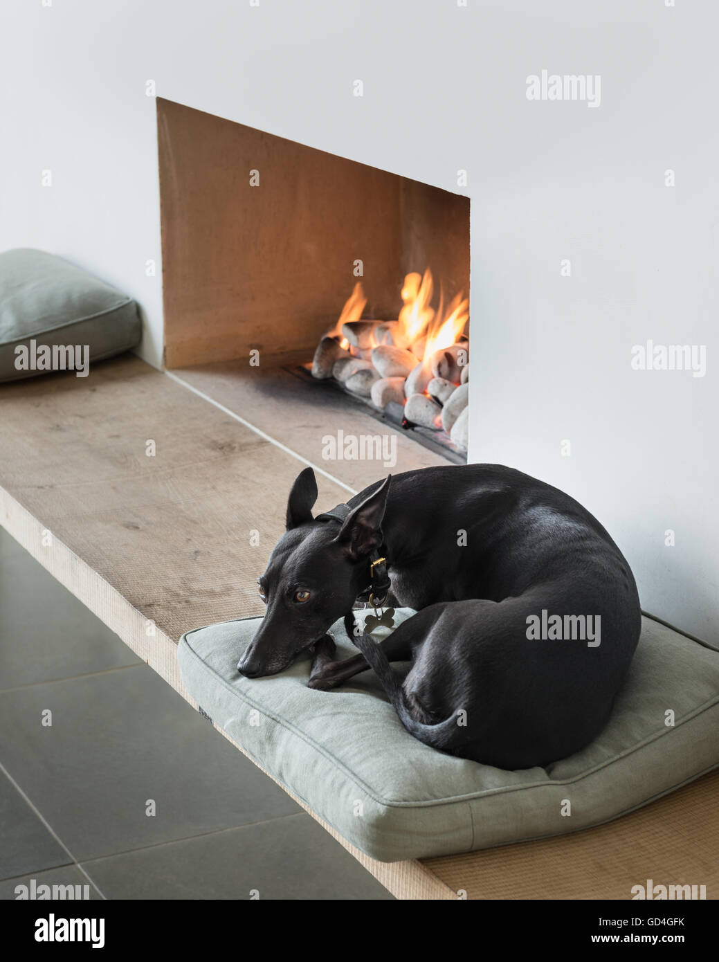 Il whippet dorme arricciata fino a lit fireside Foto Stock