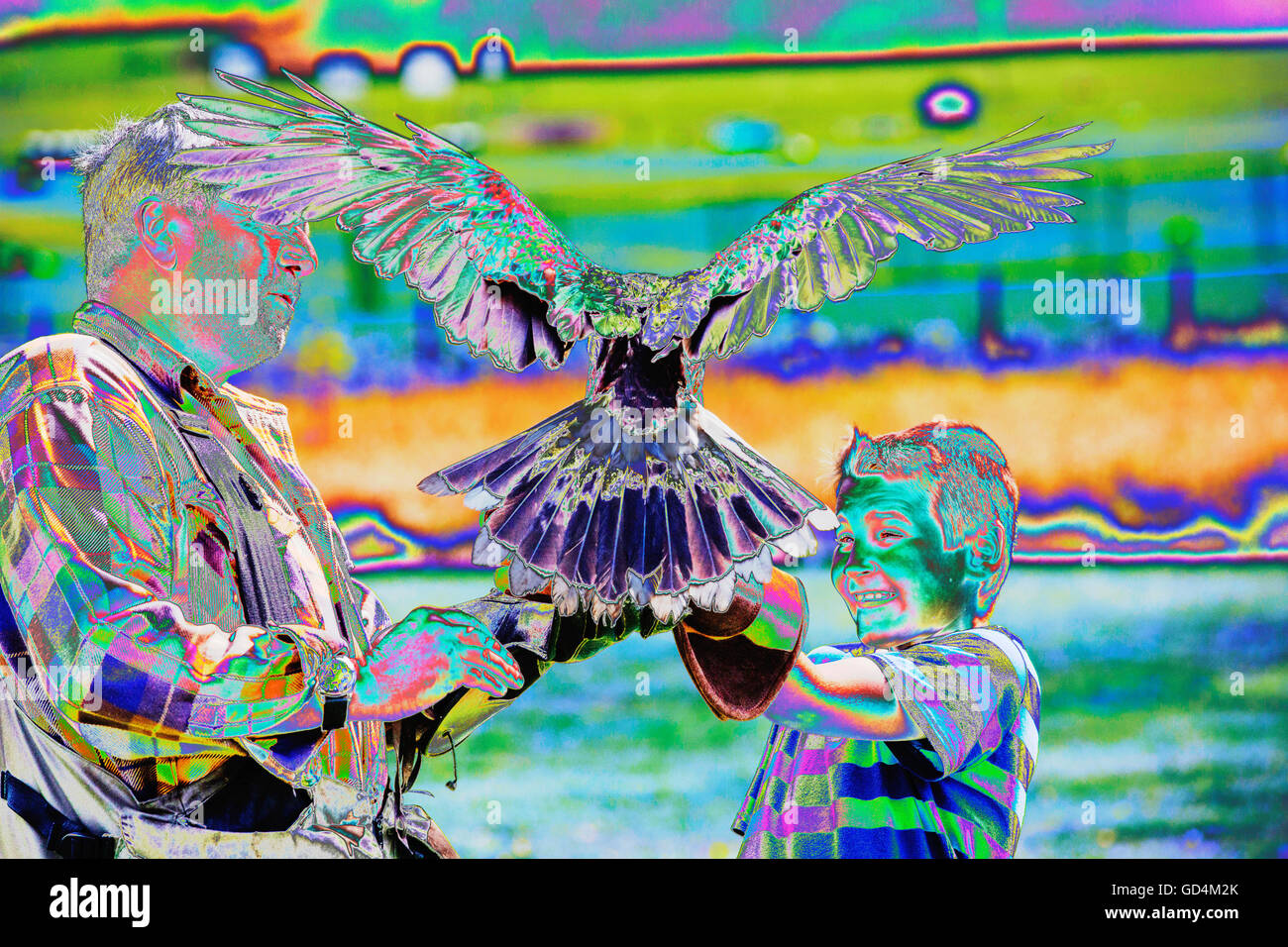 Un display di falconeria a Lowther rapace centro vicino a Penrith, Cumbria, Regno Unito, con una falconer per attrarre un Harris Hawk per atterrare su un membro del pubblico. Foto Stock