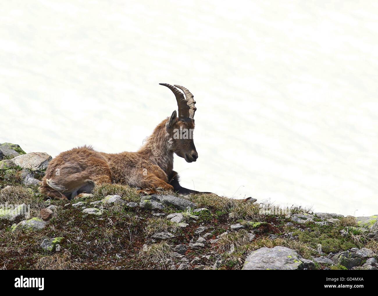 Capra Ibex in appoggio su di un roccioso ed erboso patch in montagna contro il bianco della neve sullo sfondo Foto Stock
