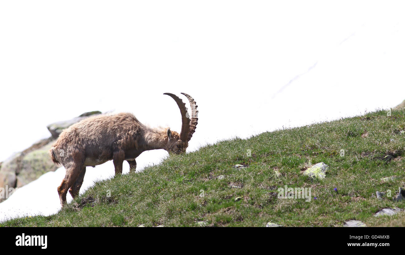 Capra Ibex di pascolare su uno sperone e patch erbosa in montagna contro il bianco della neve sullo sfondo Foto Stock