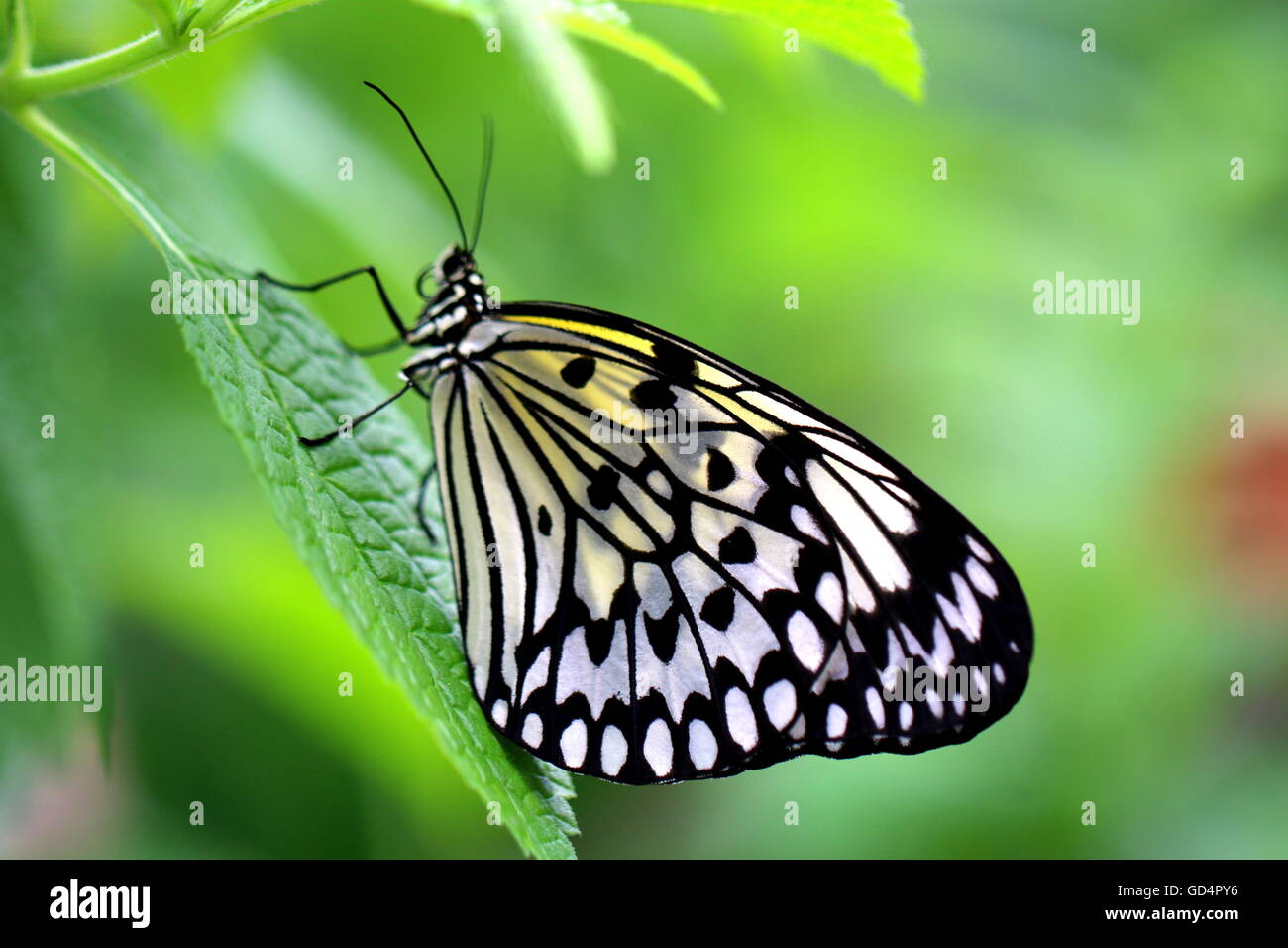Due aquilone di carta e carta di riso, o Grande Albero Nymph butterfly (Idea leuconoe) Foto Stock