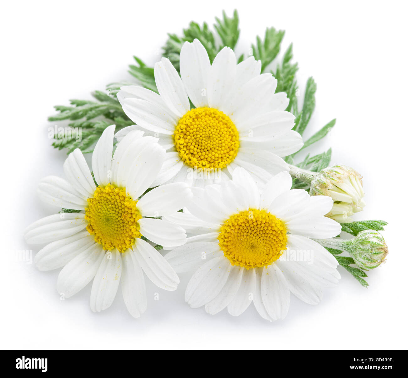 La camomilla o camomilla fiori isolati su sfondo bianco. Foto Stock